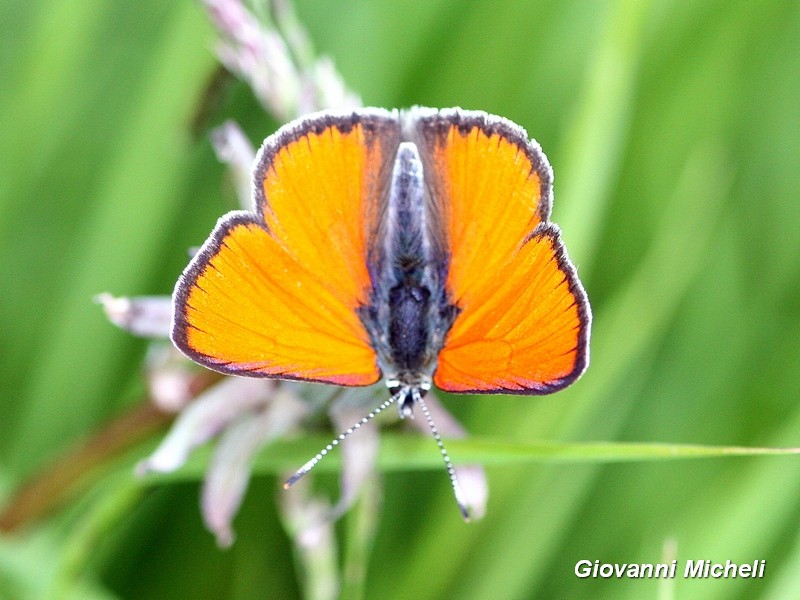 Lycaena eurydame? S